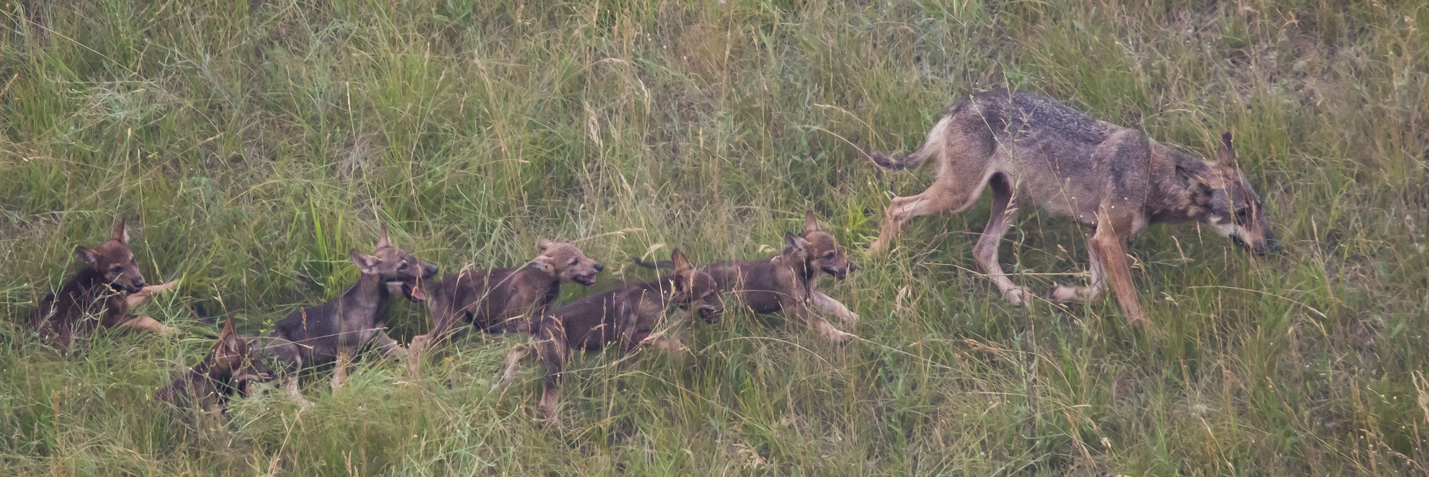 Famiglie ... selvatiche ! Chi sono gli animali che vivono in natura intorno a noi 